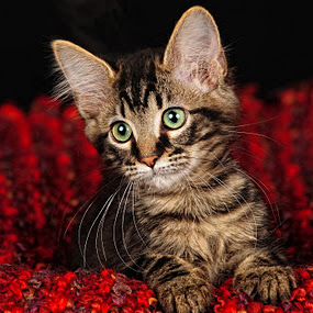 Those Loving Eyes by Connie Fore - Animals - Cats Portraits ( kitten, cat )