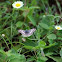 Common Checkered-Skipper