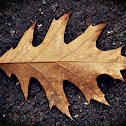 Oak Leaf