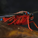 Moth
