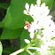 Four-spotted Soft-winged Beetle