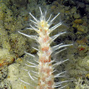 Obese Sea Pen
