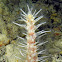 Obese Sea Pen