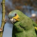 Orange-winged Amazon