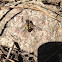 Hoverfly