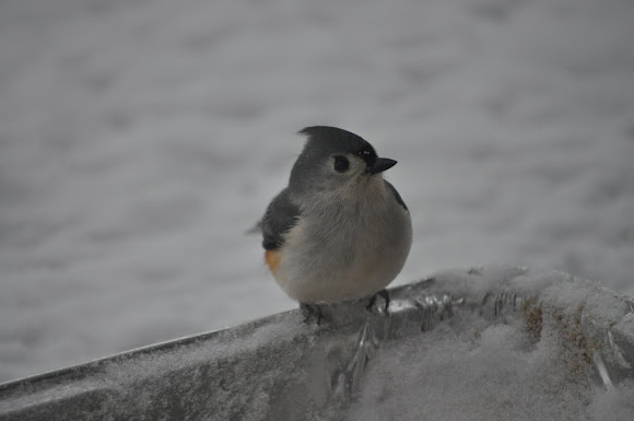 Spotting Image 1