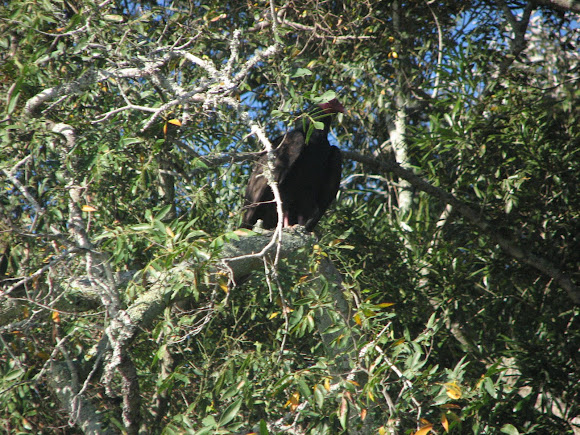 Spotting Image 1