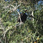 Buitre cabeza colorada