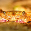 Variegated Shore Crab