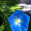 Morning Glory