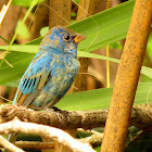 Indigo Bunting