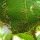 Ants of Maharashtra & Madhya Pradesh