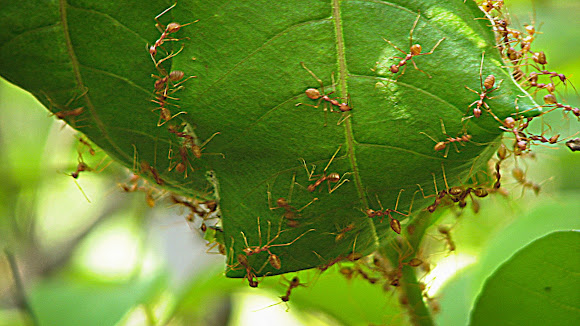 Spotting Image 1