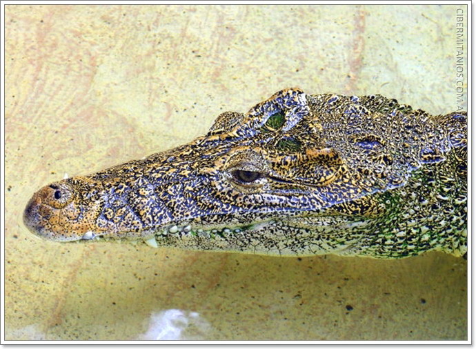 Animales Animales
