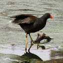 Common Moorhen