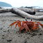 Painted ghost crab