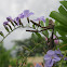 Praying Mantis