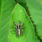 Pantropical Jumper