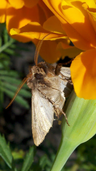Spotting Image 1