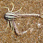 Feather Star Squat Lobster