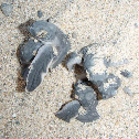 olive ridley sea turtle