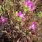 Beautiful Centaury 