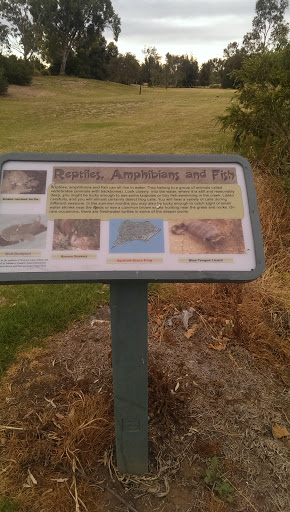 Reptiles and Fish