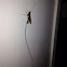 Ichneumonid wasp.
