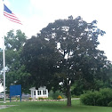 Crimson King Norway Maple
