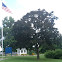 Crimson King Norway Maple