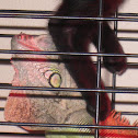 Iguana & Cat (Aldo & Luna)