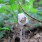 Indian Pipe