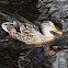 Mallard