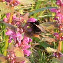 Bumble bee