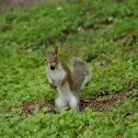 Eastern Gray Squirrel