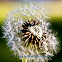 Dandelion Seed