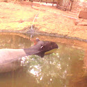 asian tapir