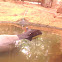 asian tapir