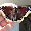 Mourning Cloak