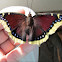 Mourning Cloak
