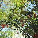 Barberry