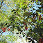 Barberry