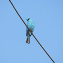 Verditer Flycatcher