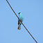 Verditer Flycatcher