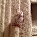Green Cutworm Moth