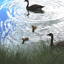 Canada Goose (Goslings)