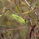 Caterpillar