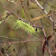 Caterpillar