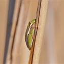 Green Tree Frog