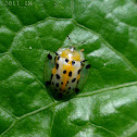 Tortoise Beetle